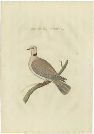 Sepp & Nozeman, Bird Illustration of the Barbary Dove, 1829, Print