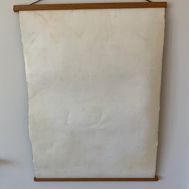 Original Vintage Natural Curiosities Sealife Print, Electric Blue and Green For Sale In Los Angeles - Image 6 of 8