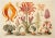 13" X 9" 'Garden Flowers' Botanical Print, 'Hortus Floridus' Style, Unframed For Sale - Image 6 of 6