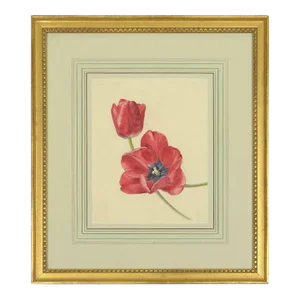 Early 20th Century Watercolor Painting of Red Tulips
