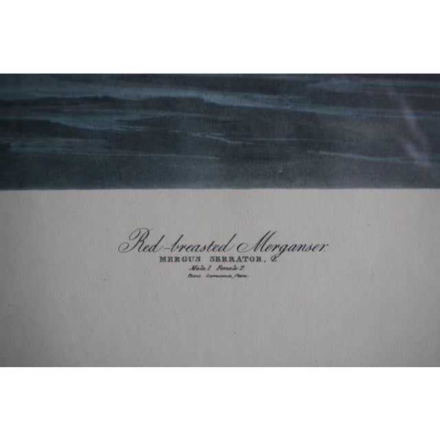 This is an exceptional vintage print of the renowned John James Audubon engraving with aquatint and hand-coloring,...