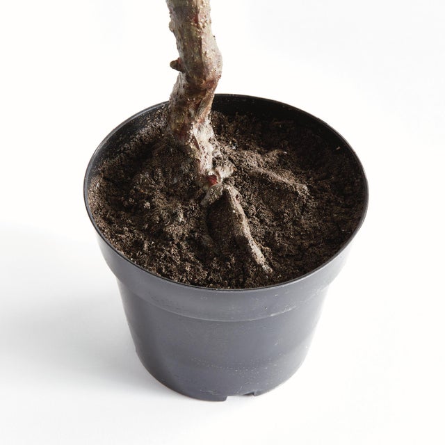 Early 21st Century Olive Tree Drop-In 40" For Sale - Image 5 of 6
