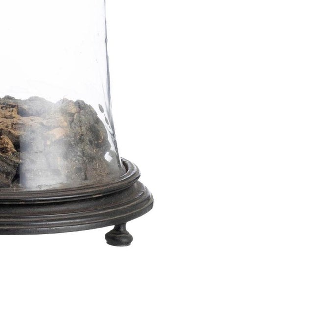 Glass Dome, 19th Century For Sale - Image 5 of 6
