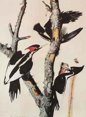 1966 Vintage Farmhouse Cottage Print "Ivory-Billed Woodpecker" After John James Audubon