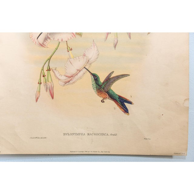 Set of 4 1946 John Gould Hummingbird Lithograph | Vintage Bird Print | i.b. Fischer Co. | 16 X 20 | Botanical Wall Art For Sale - Image 12 of 17