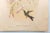 Set of 4 1946 John Gould Hummingbird Lithograph | Vintage Bird Print | i.b. Fischer Co. | 16 X 20 | Botanical Wall Art For Sale - Image 12 of 17