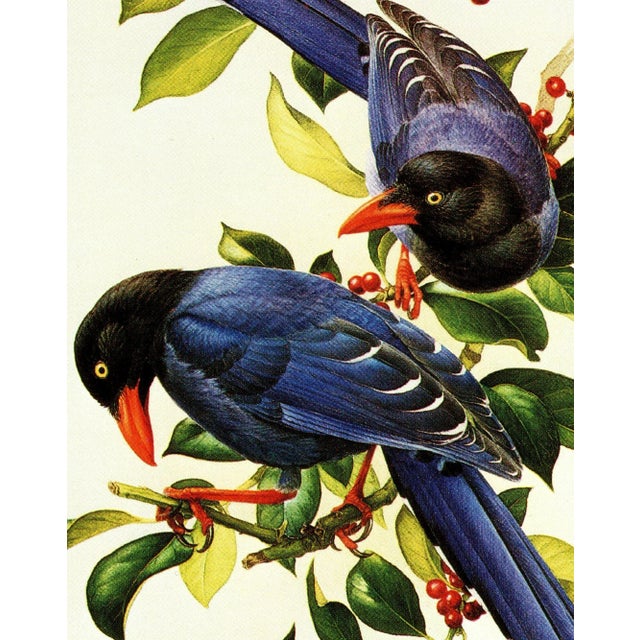 1990s 1995 Birds of China "Taiwan Magpie" Salesman Portfolio Sample Print by J F Lansdowne For Sale - Image 5 of 7