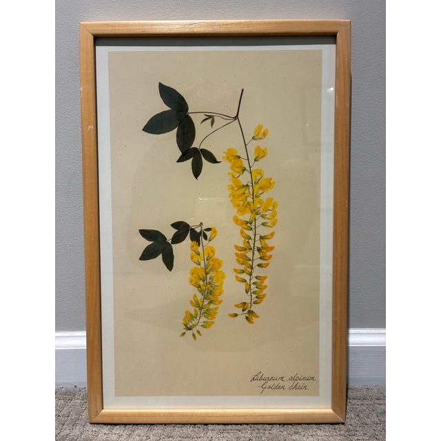 A beautiful pair of framed botanical art prints by Kristina Fine, featuring elegant studies of Golden Chain (*Laburnum...