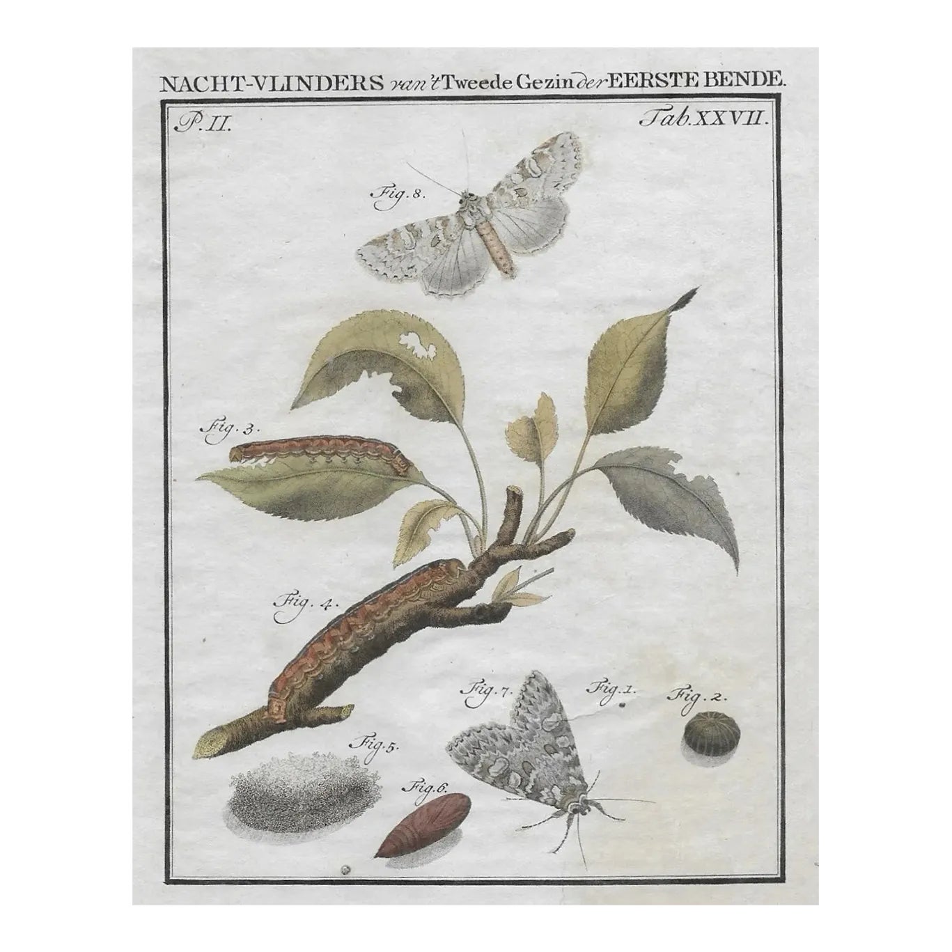 1762 Dutch Moth and Caterpillar Antique Engraving | Chairish
