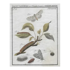 1762 Dutch Moth and Caterpillar Antique Engraving