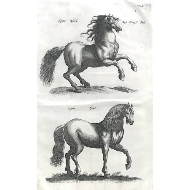 English Original Antique Engraving Horses Merian & Jonston Amsterdam 1660 Equestrian Print. For Sale - Image 3 of 6