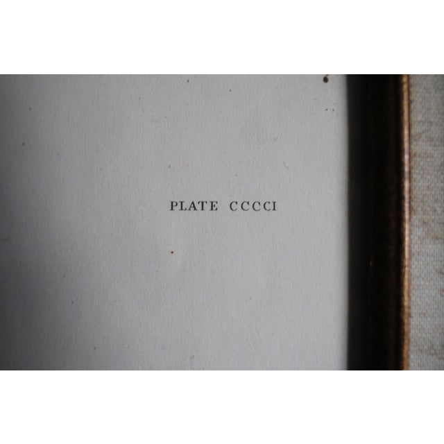 Mid 19th Century Vintage Lithograph of the 19th C. Audubon AquaTint Engraving "Red Breasted Merganser," in Dark Wood Frame For Sale - Image 5 of 17