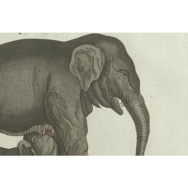 Bertuch, Elephant and Mysterious Sukotyro, 1800, Engraving For Sale - Image 4 of 9