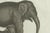Bertuch, Elephant and Mysterious Sukotyro, 1800, Engraving For Sale - Image 4 of 9