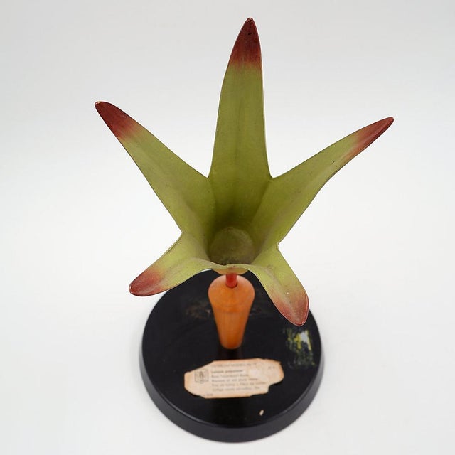 Vintage German Botanical Model of the Lamium Purpureum Flower, 1930s For Sale - Image 6 of 12