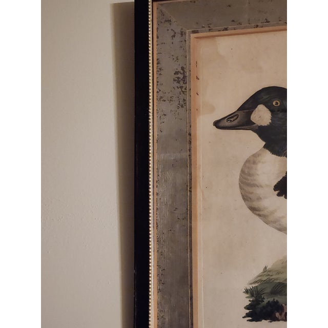 These are three hand-colored engraving duck prints from Nederlandsche Vogelen (Dutch Birds), a five-volume set of books by...