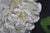 White Deborah Rubin "Peonies" Floral Botanical Still Life Watercolor Painting 50" For Sale - Image 8 of 10