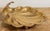 Oversized Vintage Brass Shell Motif Dish on Ball Feet For Sale In Kansas City - Image 6 of 11