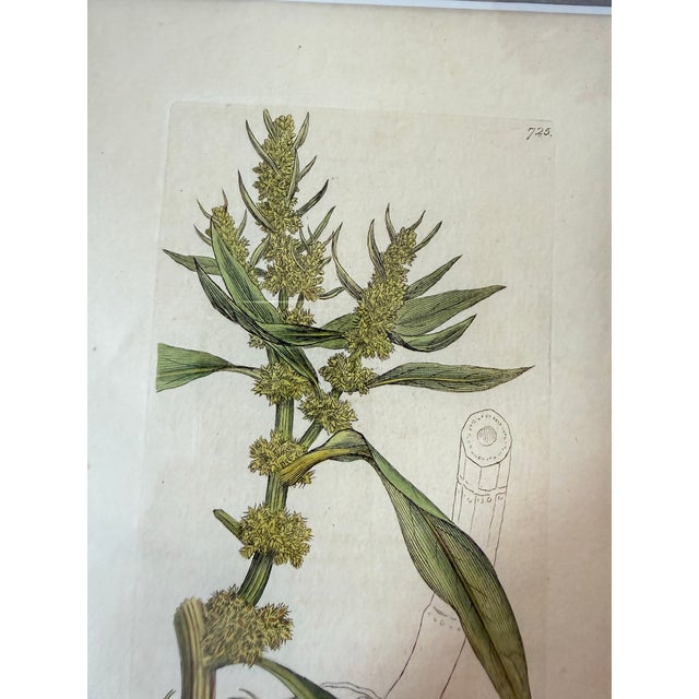 Set of 7 Antique Botanical Prints, Early 1800s, Authentic Curtis and Sowerby For Sale - Image 11 of 12