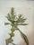 Set of 7 Antique Botanical Prints, Early 1800s, Authentic Curtis and Sowerby For Sale - Image 11 of 12
