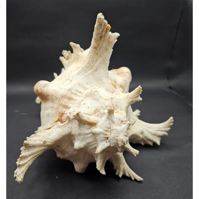 This marvelous spiny white with pink interior and brown tipped spiked conch shell comes from a spiny sea snail related to...