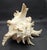 This marvelous spiny white with pink interior and brown tipped spiked conch shell comes from a spiny sea snail related to...