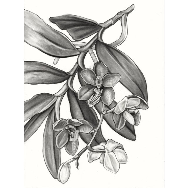 Contemporary Botanical (Vanda Cathcarti Lindl) Black and White Print For Sale
