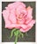 1980s "Georgia On My Mind - Rose" Botanical Study Mixed-Media Painting For Sale