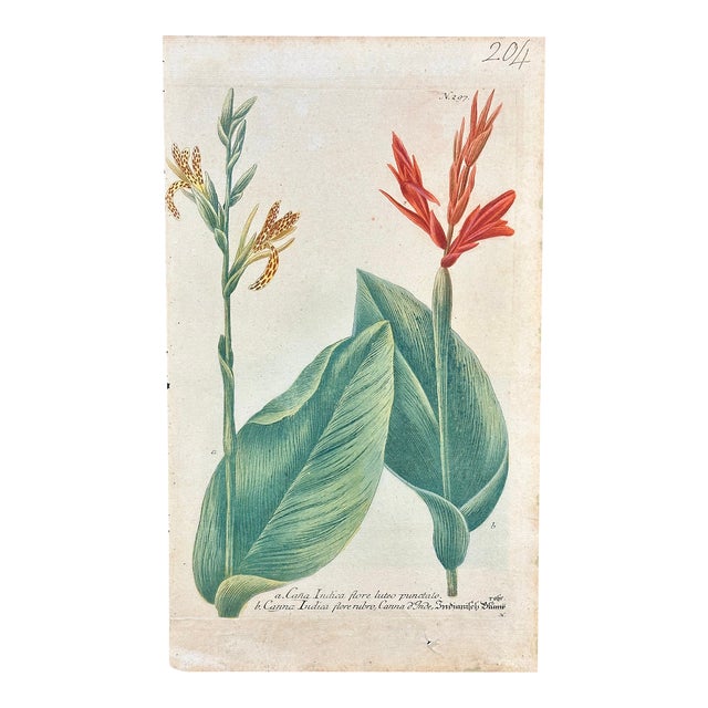 Celandine Poppy by Weinmann, 1787 For Sale