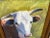 Rustic 20thc Signed Cow Oil Painting Listed Artist For Sale - Image 3 of 5