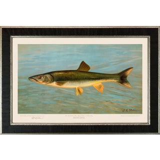 American Fish 31 the Sacramento Pike by Harris CFA Edition Giclee Print For Sale
