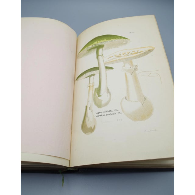 Animal Skin Antiquarian French Mushrooms: Les Champignons For Sale - Image 7 of 11