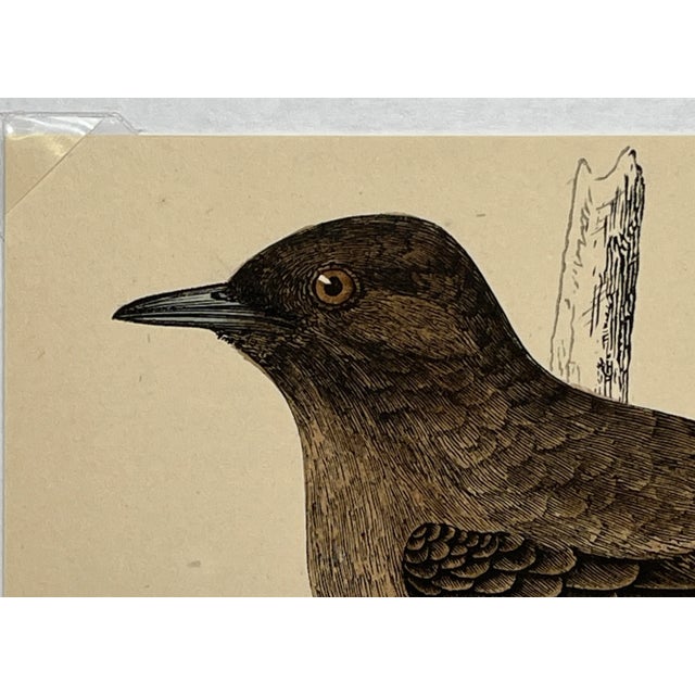 Antique Bird Print From England Showcasing an Impressive Gold-Vented Thrush - Circa 1880 For Sale - Image 4 of 11