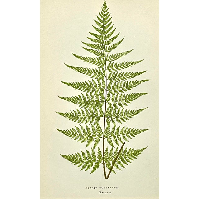 Illustration Antique Botanical Lithograph of a Fern Print by Edward J. Lowe London C.1867 For Sale - Image 3 of 6