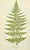 Illustration Antique Botanical Lithograph of a Fern Print by Edward J. Lowe London C.1867 For Sale - Image 3 of 6
