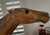 American Late 19th-Century American Carved Wood Carousel Horse on Cast Iron Stand For Sale - Image 3 of 9
