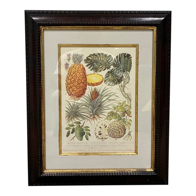 Trowbridge Framed Tropical Botanical Fruit Print – Pineapple & Cherimoya For Sale