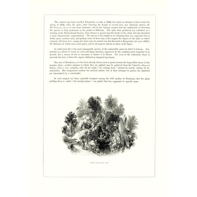 1970s Large 1973 Orchid Flower Lithograph "Schomburgkia Tibicinis" (Trumpeter's Schomburgkia) After James Bateman For Sale - Image 5 of 7