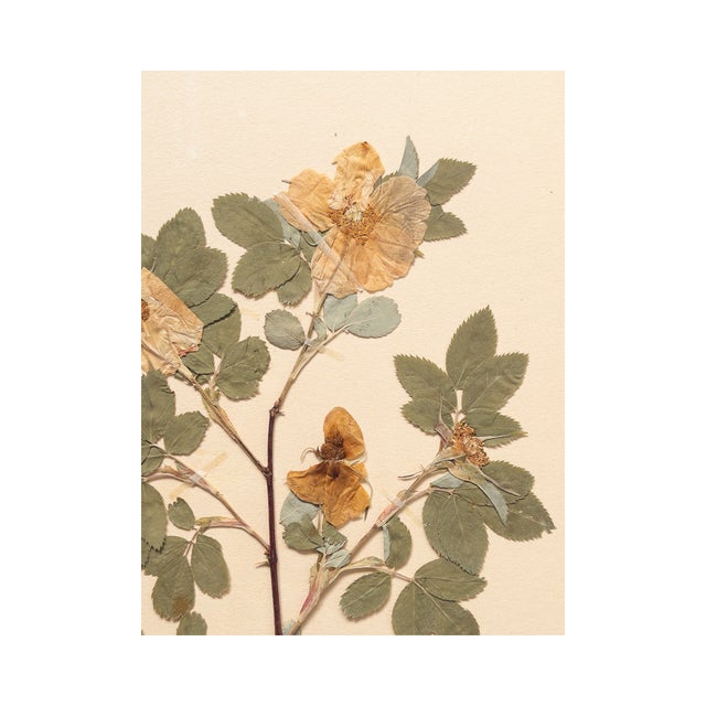 1930s Vintage Swedish Herbarium - Cinnamon Rose, Circa 1933 For Sale - Image 5 of 6