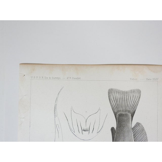 Mid 19th Century Us Pacifc Railroad Fish Lithograph Book Plate - Set of 3 For Sale In Seattle - Image 6 of 8
