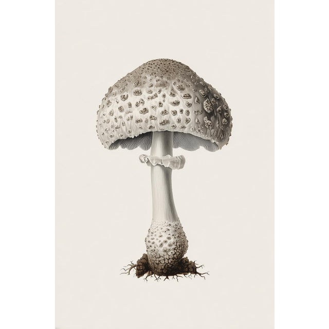 'Lead-Grey Puffball' or 'Bovista Plumbea' Mushroom - Original Botanical Herbarium Watercolor & Pencil Fine Art Print....