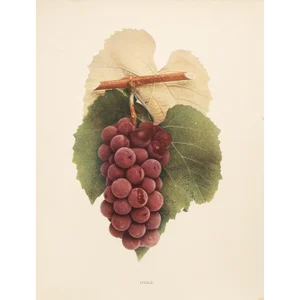 1900s U. P. Hedrick, Original Antique Photogravure of Lucile Grapes