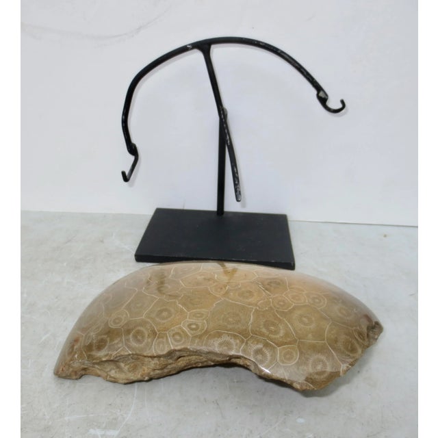 1990s Petoskey Fossil Stone Museum Mount Specimen For Sale - Image 5 of 6