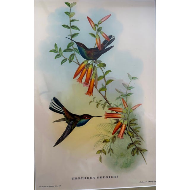 English Original Circa 1850 John Gould “Urochroa Bougieri” Hand-Colored Hummingbird Lithograph For Sale - Image 3 of 8