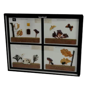 Vintage School Teaching Display of Usefull Insects