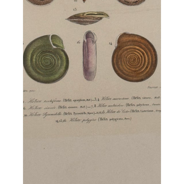 Set of Three 19th Century French Hand Colored Mollusk Engravings Dictionnaire Universel D’Histoire Naturelle For Sale - Image 10 of 10