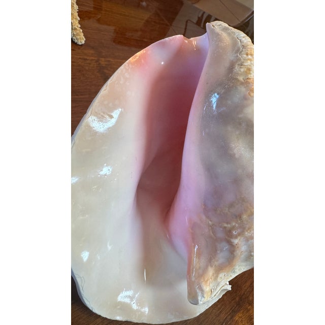 Nautical Large Conch Shell 7" X 8"" Nautical Decor Sea Shell Ocean Beach Pink White. For Sale - Image 3 of 16