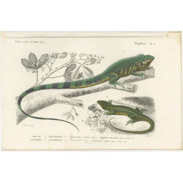 Antique print titled '1. Iguane tuberculeux, 2. Lezard vert. Original old print of a green iguana (a large lizard) and the...