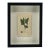 Vintage Botanical Print For Sale