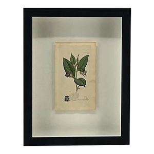 Vintage Botanical Print